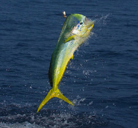 fiske i Panama