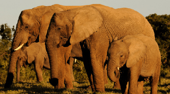 elephants